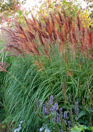 МІСКАНТУС  китайський Red Chief